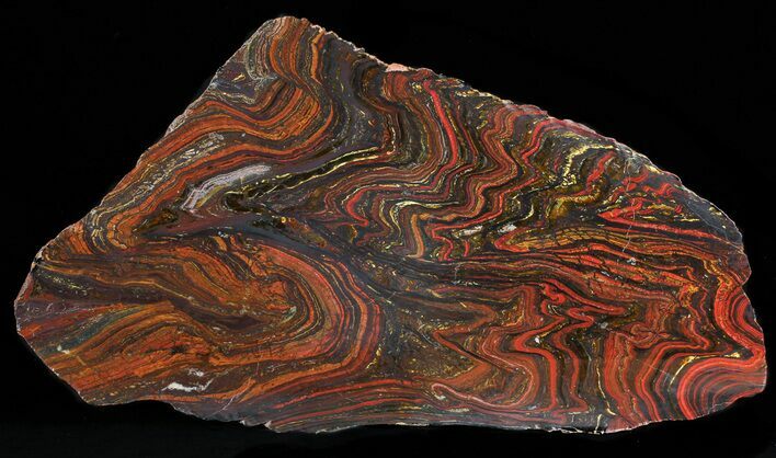 Polished Tiger Iron Stromatolite - ( Billion Years) #50734